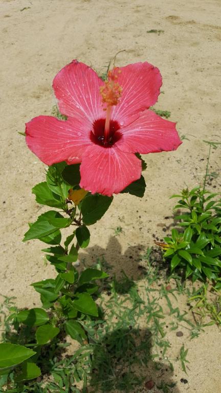 Miss Penelope room 2